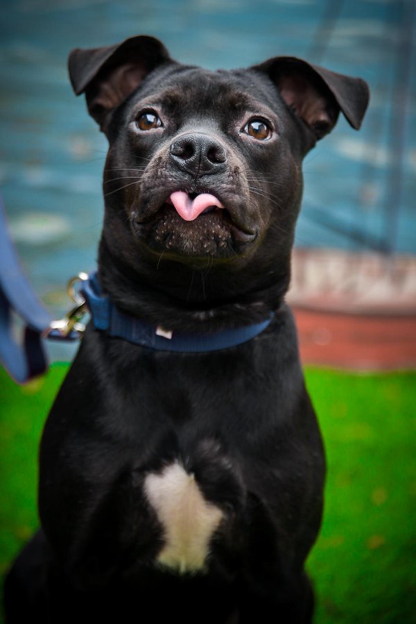 Pet example