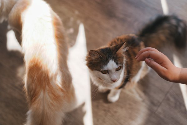 Pet example