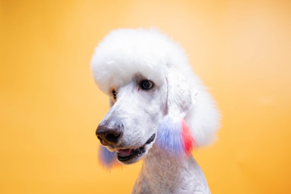 Pet example