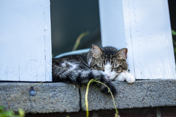 Pet example