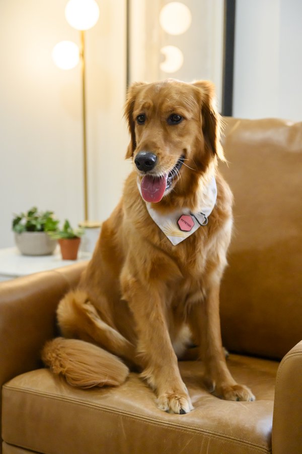 Pet example