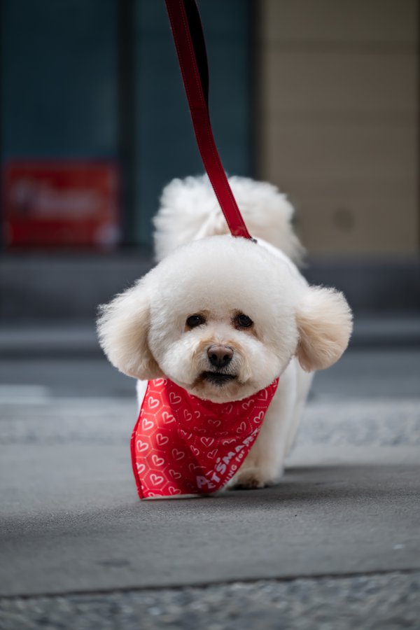 Pet example