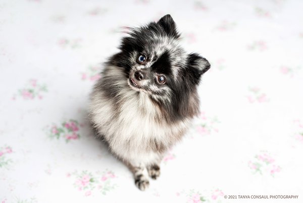 Pet example