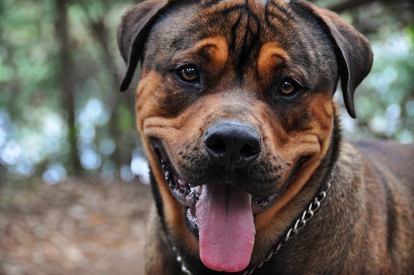Pet example