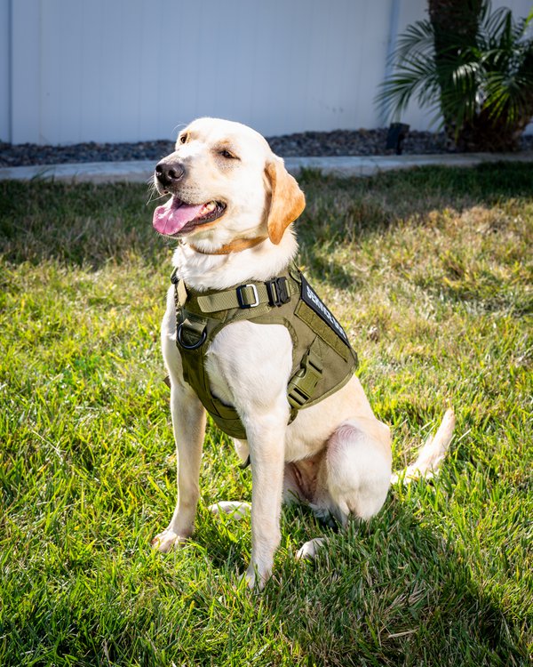 Pet example