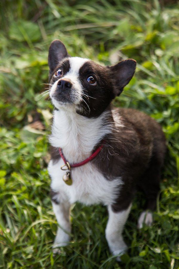 Pet example