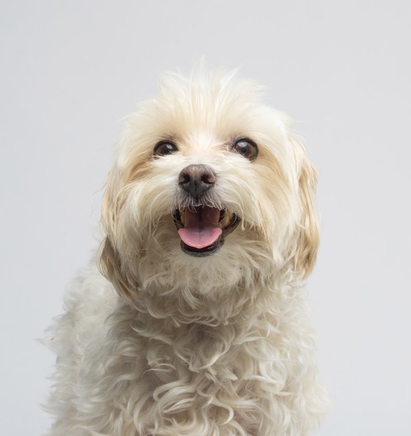 Pet example