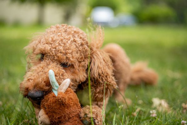 Pet example