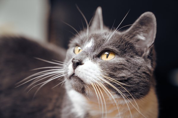 Pet example