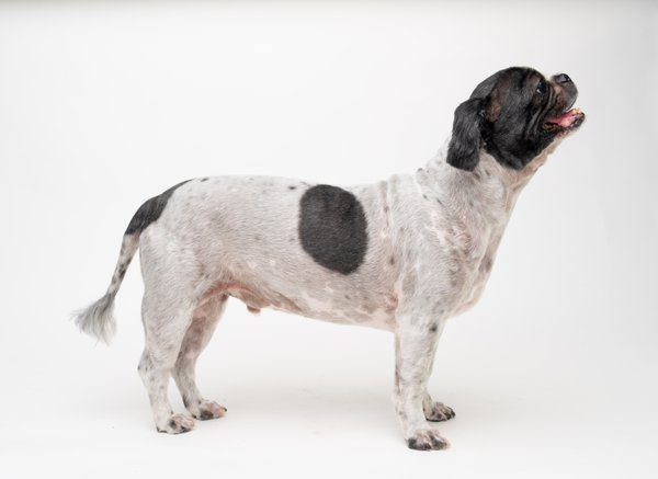 Pet example