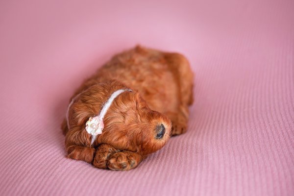 Pet example