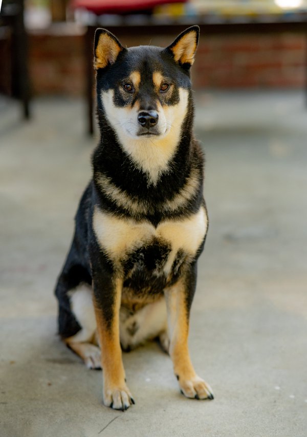Pet example