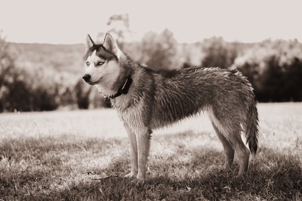 Pet example