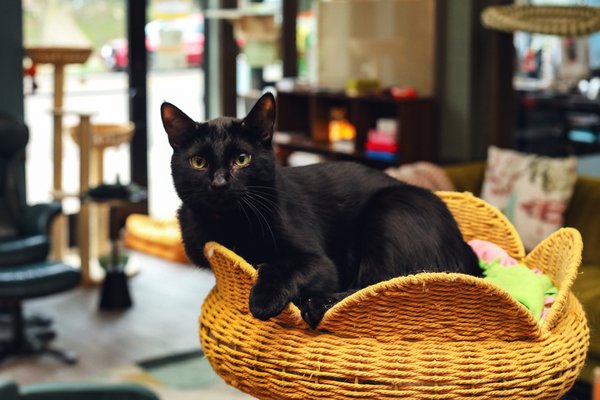 Pet example