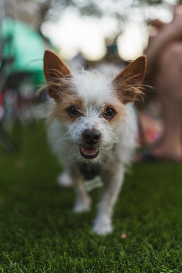 Pet example