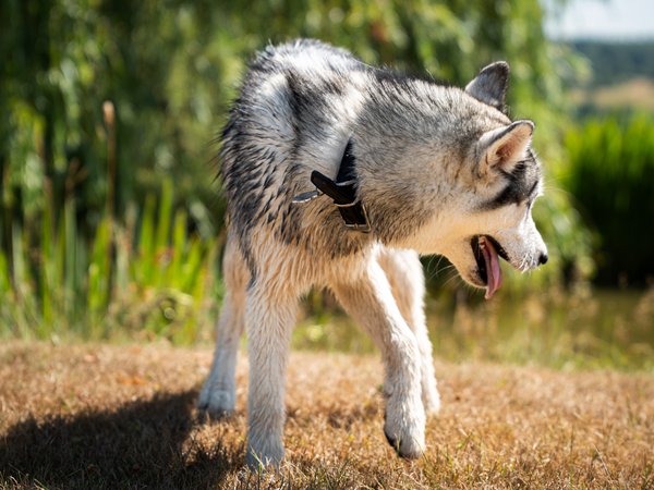 Pet example