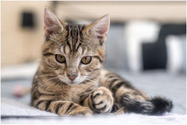 Pet example