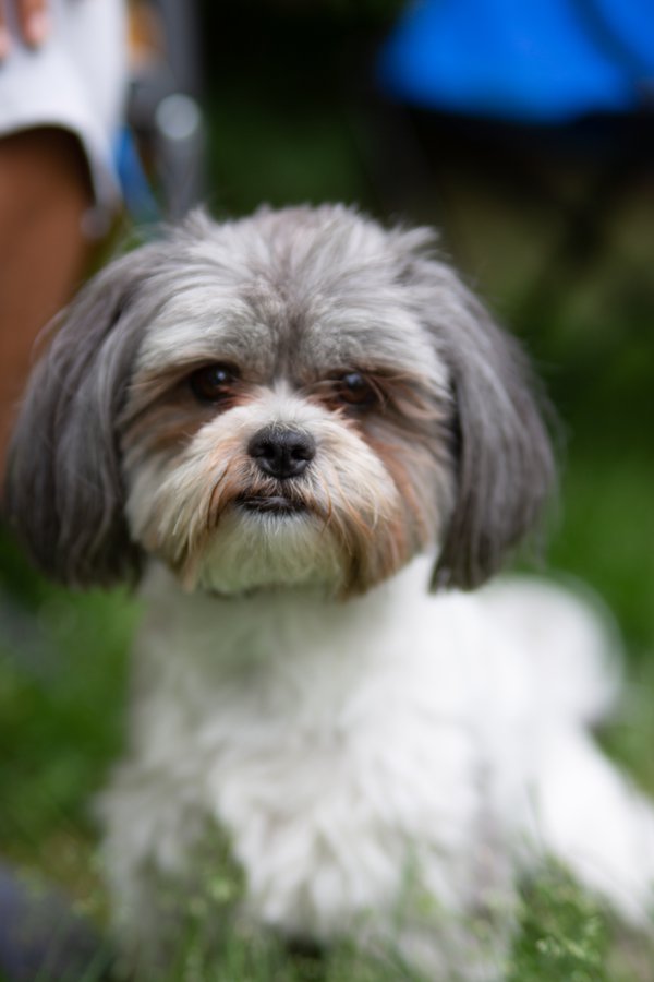 Pet example