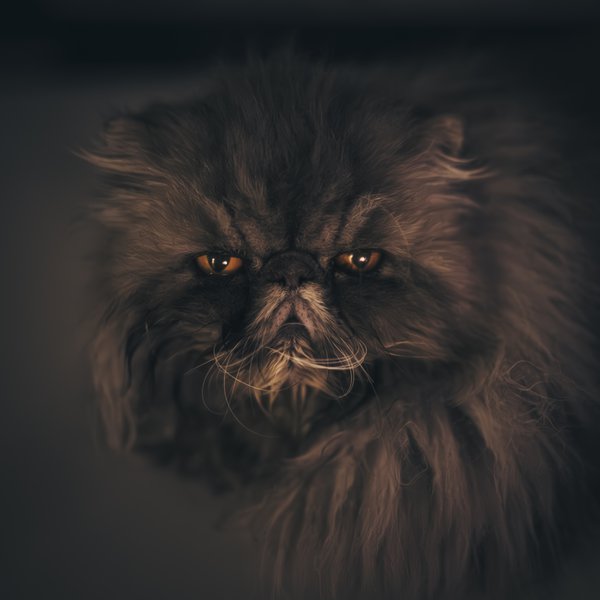 Pet example