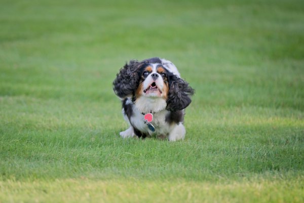 Pet example