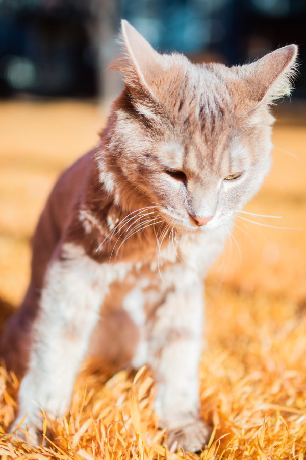 Pet example