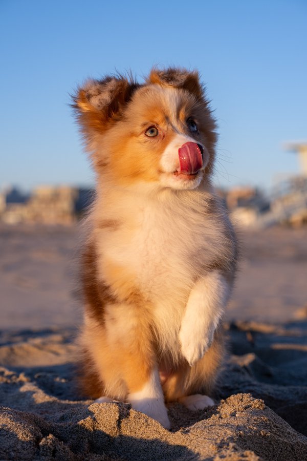Pet example