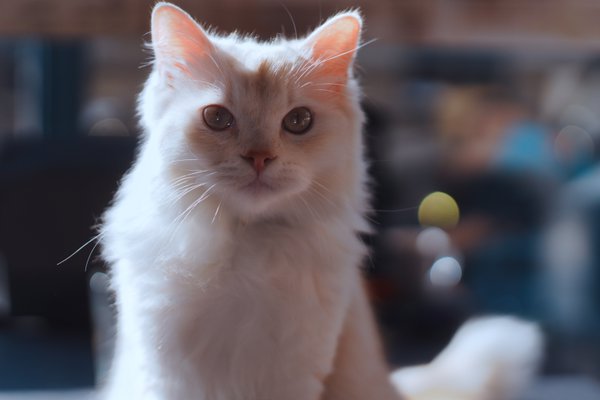 Pet example