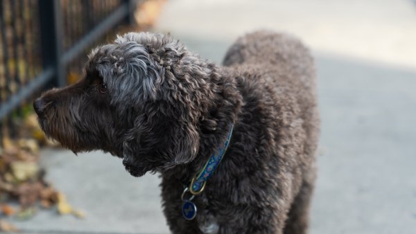 Pet example