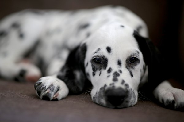 Pet example