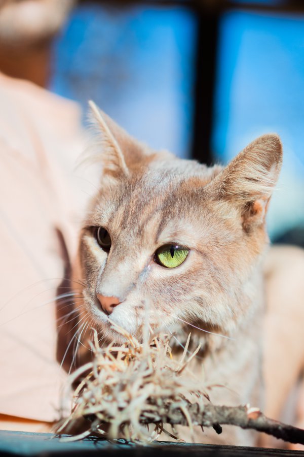 Pet example