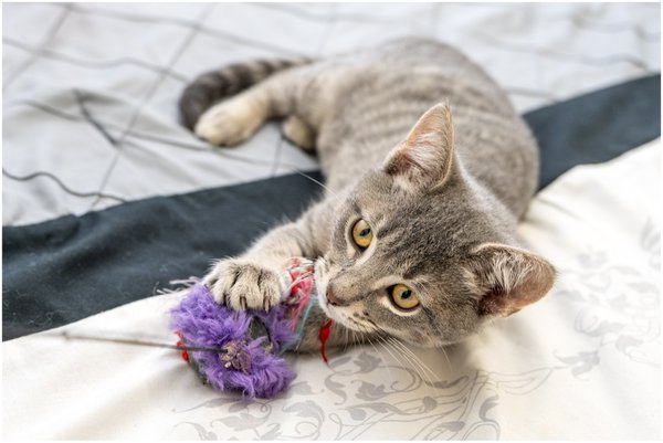 Pet example