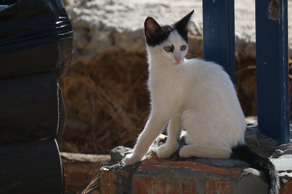 Pet example