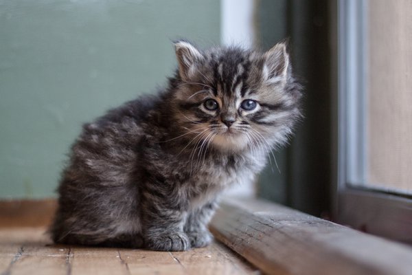 Pet example