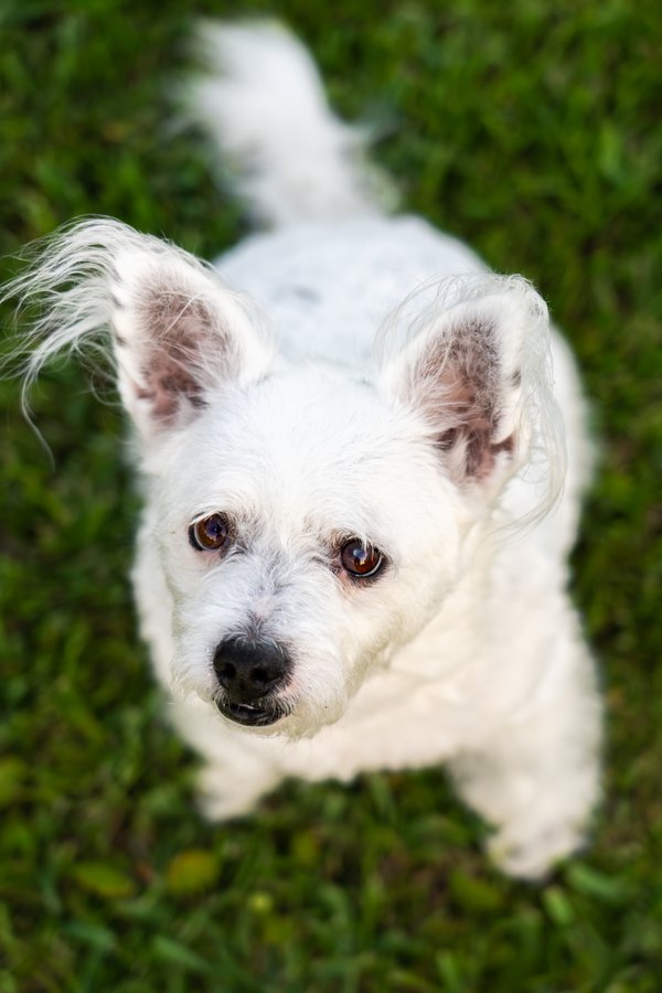 Pet example