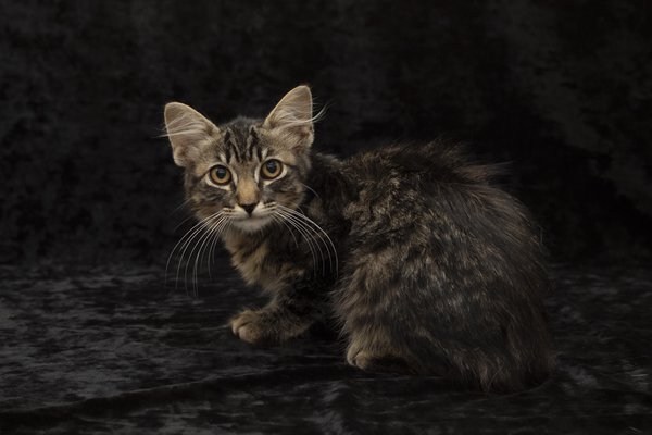 Pet example