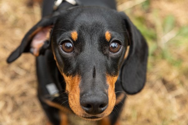 Pet example
