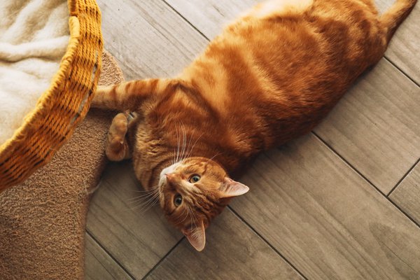 Pet example