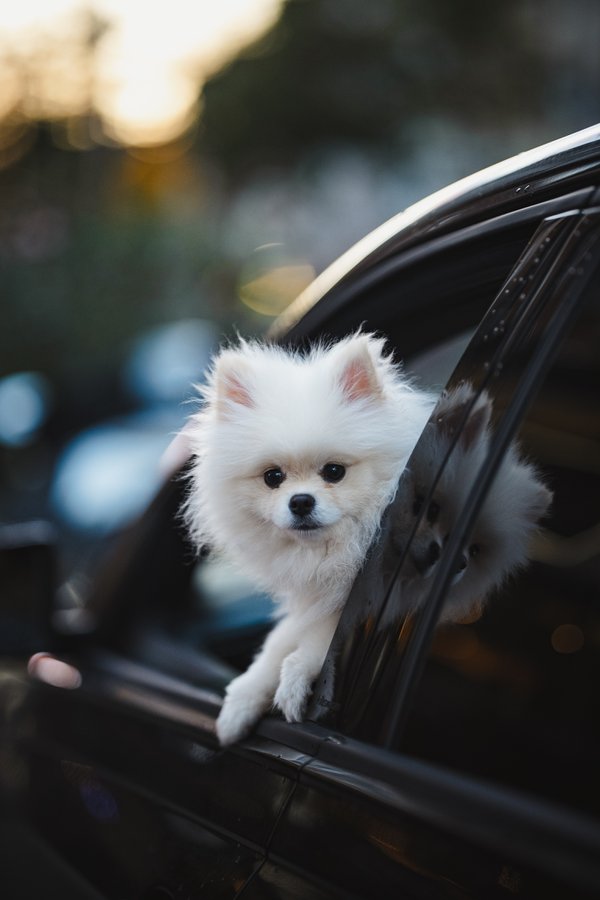 Pet example