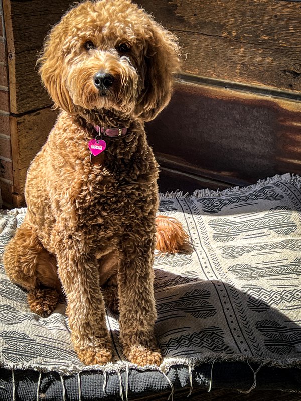 Pet example
