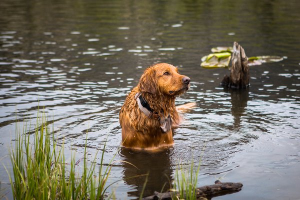 Pet example