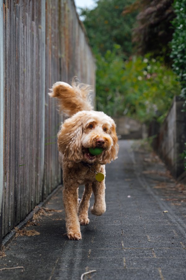 Pet example