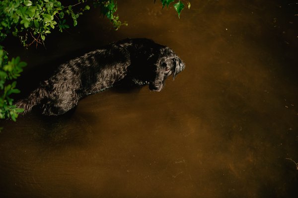 Pet example