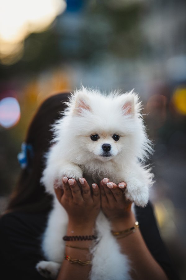 Pet example