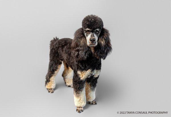 Pet example