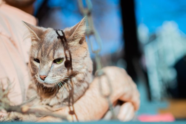 Pet example