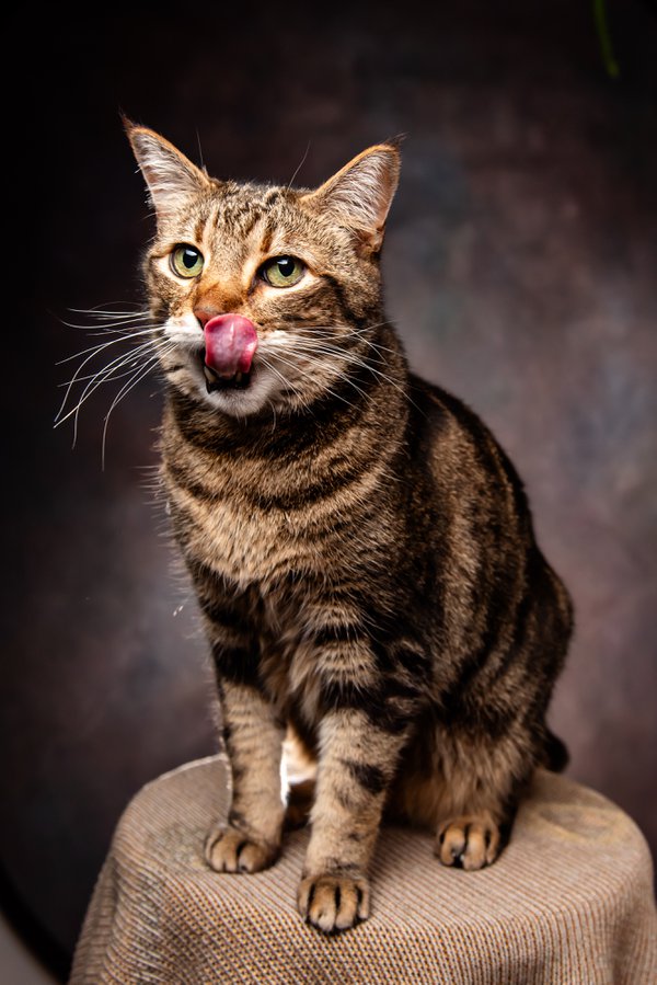 Pet example