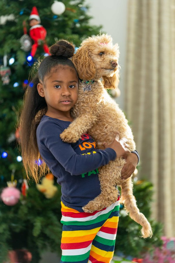 Pet example