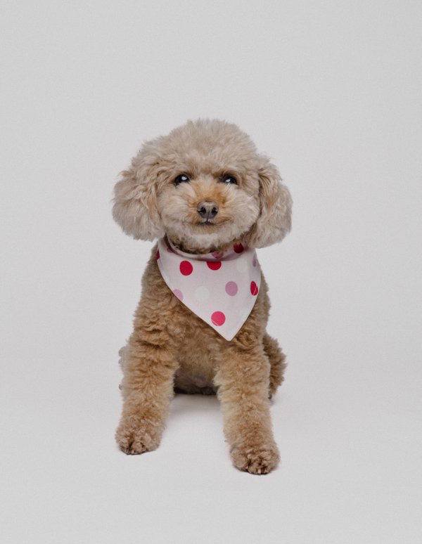 Pet example
