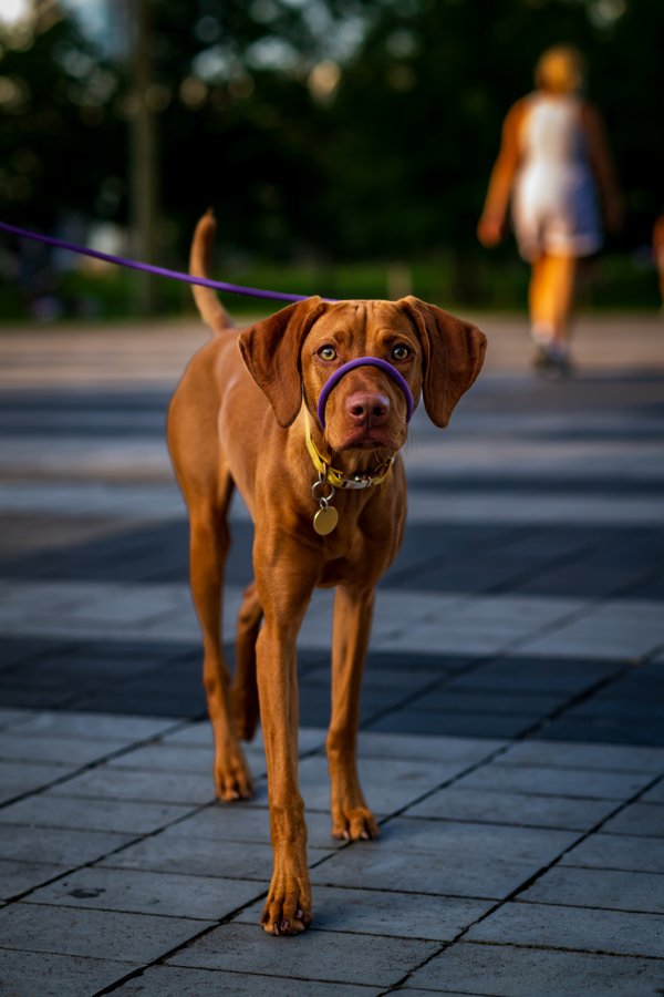 Pet example