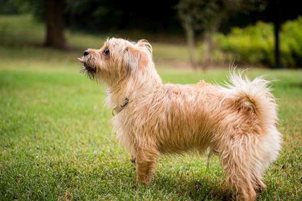 Pet example
